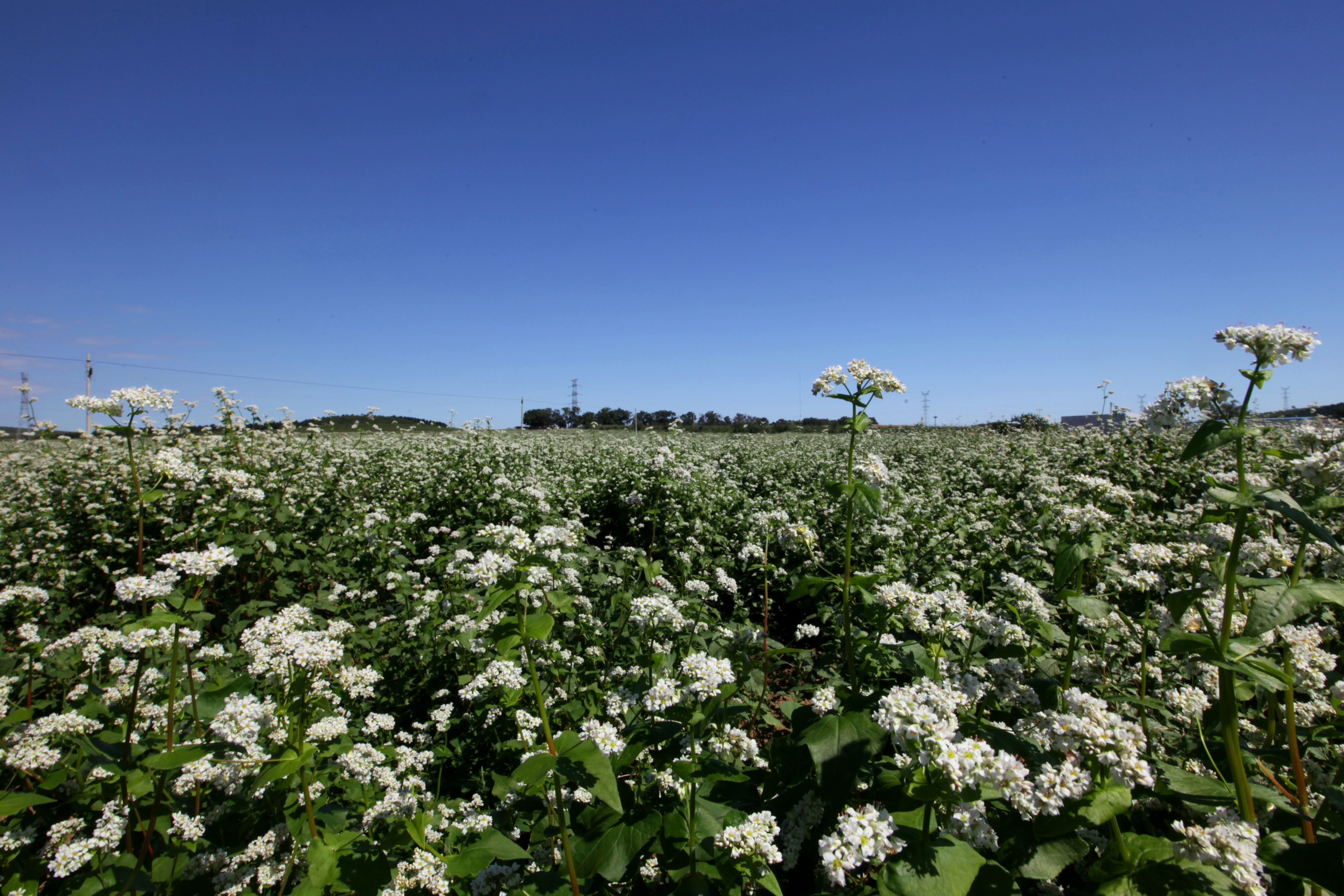 【"农行杯"幸福故事】一碗荞麦面条,洋溢着家的味道