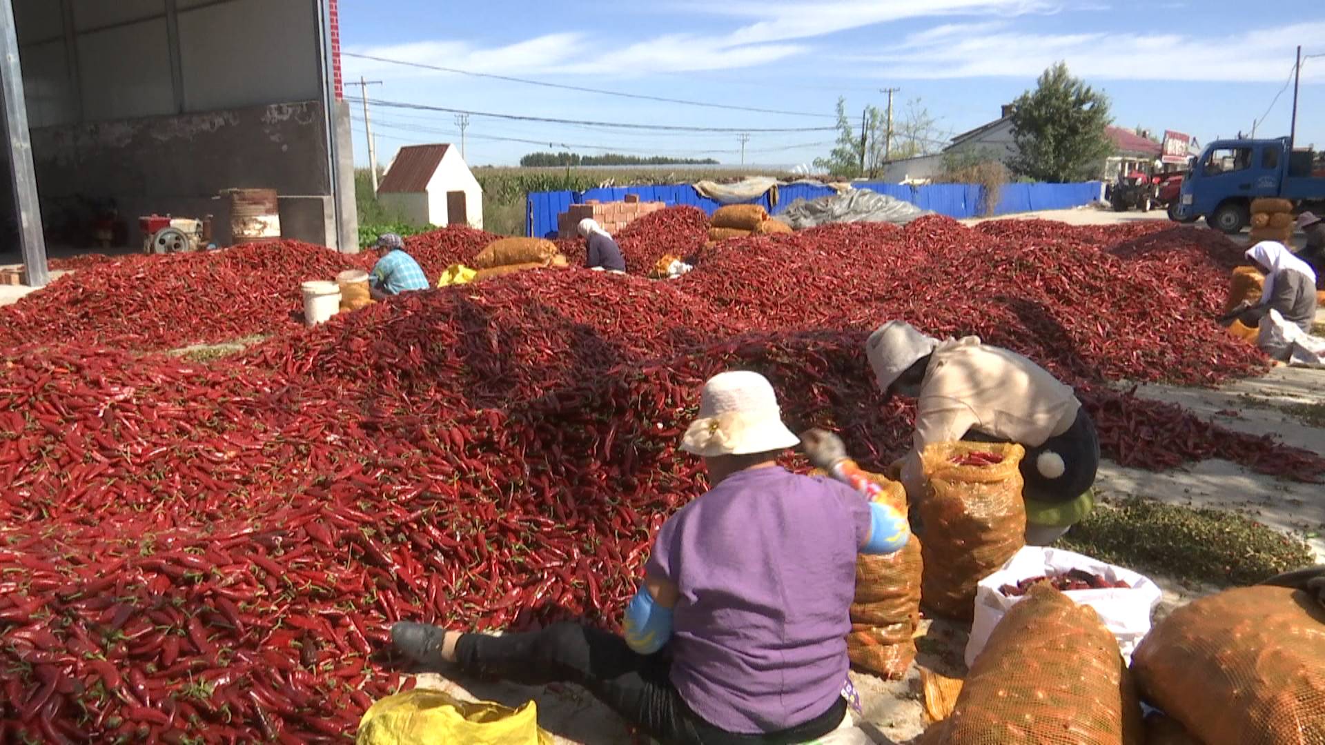 【"农行杯"幸福故事】开鲁县60万亩红干椒喜获丰收